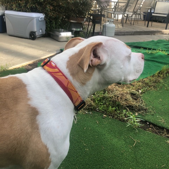 Dog Collars - Picture 6 of 8